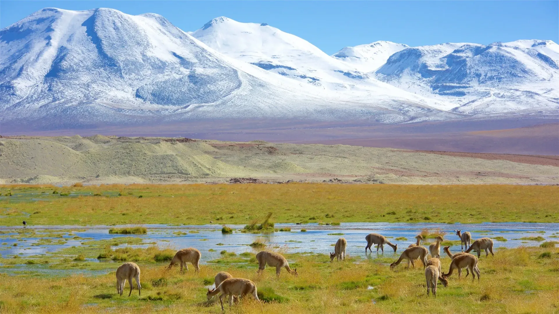 Vicuñas pastando en un bofedal del altiplano de la Región de Antofagasta, con volcanes nevados al fondo