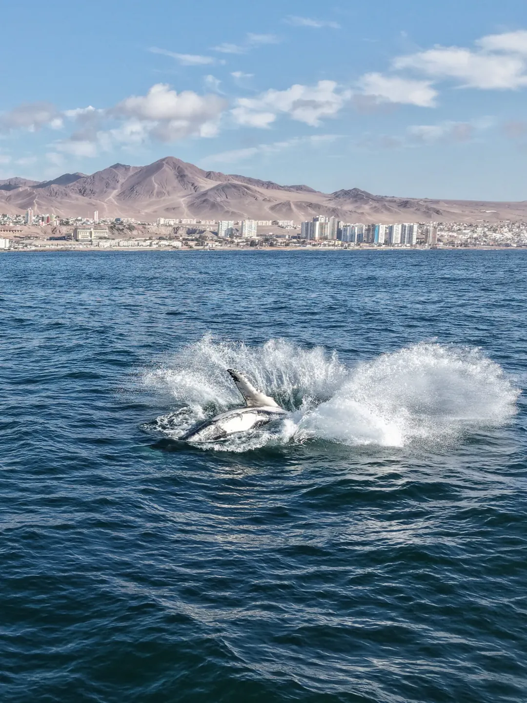Ballena jorobada frente a la costanera de Antofagasta, con edificios y cerros al fondo